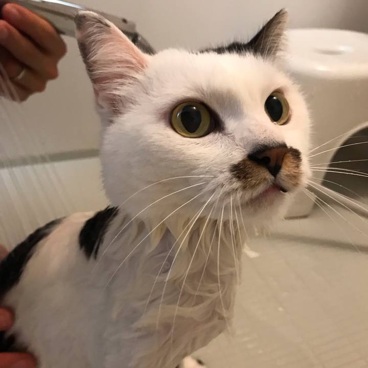 09afffb0 36b2 4d9c acd5 9a287c04f79e 1541826474842