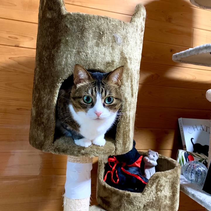 09b28cf5 c306 4c8c 940b 71de72adb3ec 1586673994670