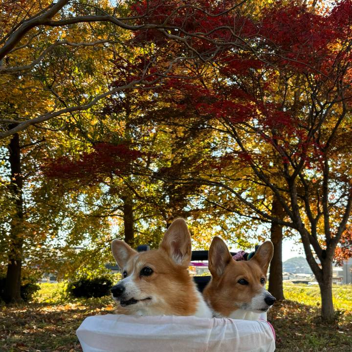 09b50f1f 9706 47d1 9bbe bf07cc5e6355 1732245596862