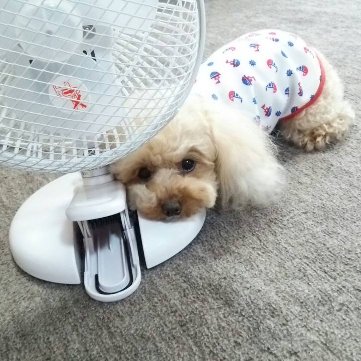 09b6bd43 693d 4883 94cb 515410fd4946 1526548336830