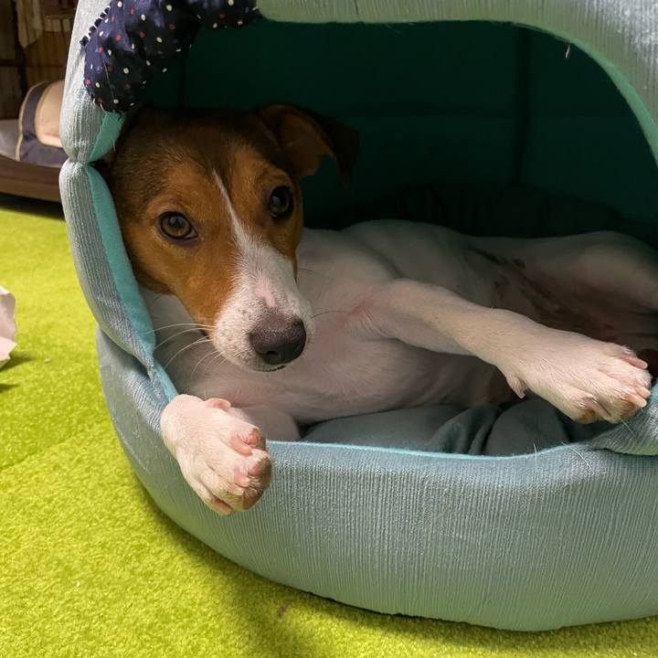 09b8ae03 c0de 45ce be87 d60e3118312b 1698795852729