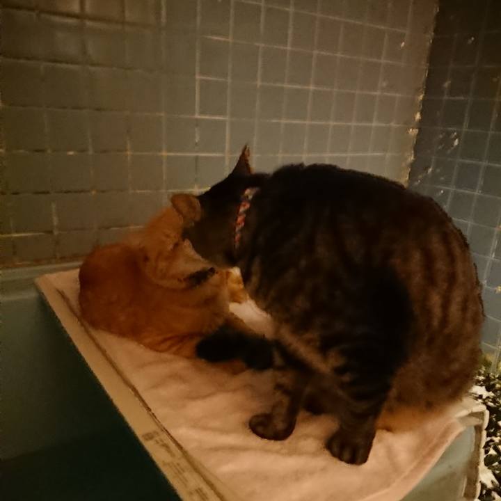 09b93b8e 760f 451c b22e 4065c2595041 1656502994084