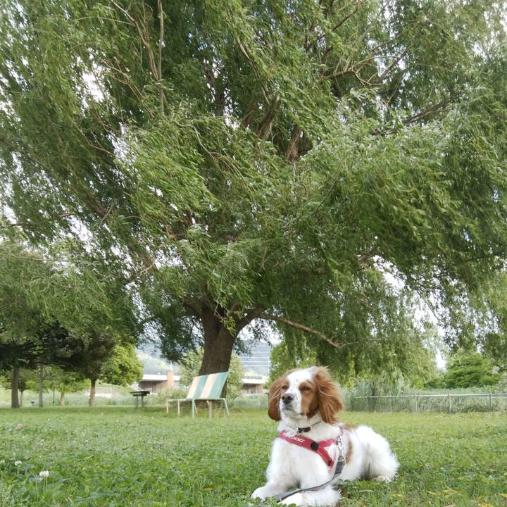 09bdcd1f 0825 4dde bdda fcc07acb626e 1526729600213