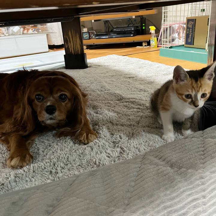 09bf224c 75bc 4f98 a2a5 aeef793af7de 1652826536459