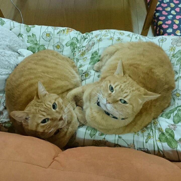 09bfbd1d b7da 4d8a a72a f766ca54c1df 1538036183001