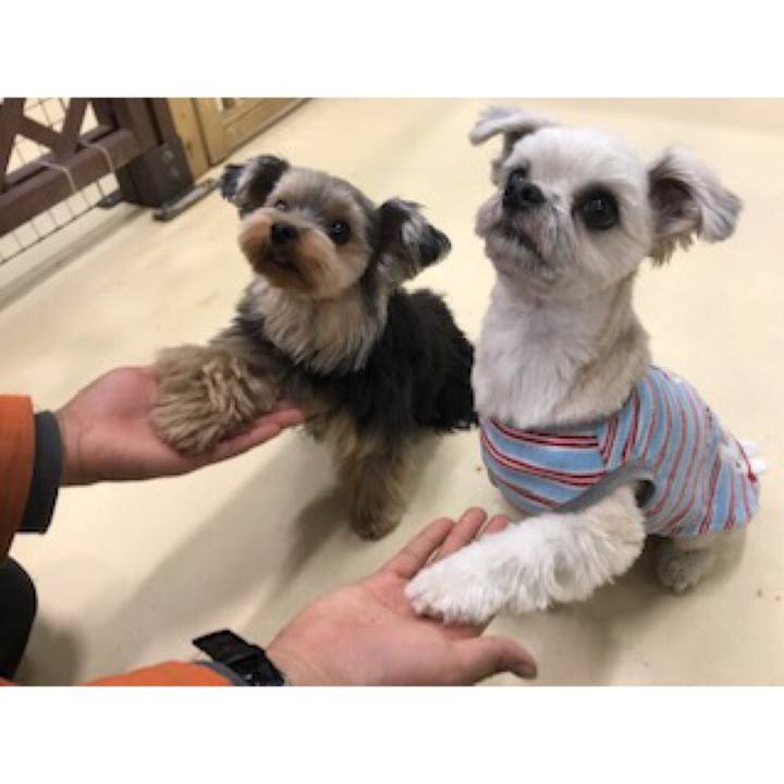 09c1a7f7 0fcf 402a a80a e99262d2210d 1550226618711