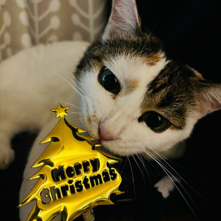 09c44c57 e7c4 4217 97a3 a82f34bbbaac 1735045243941