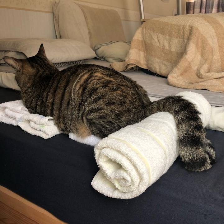 09c55b33 6e70 4288 b5d8 bcc7dceaa235 1564231796610