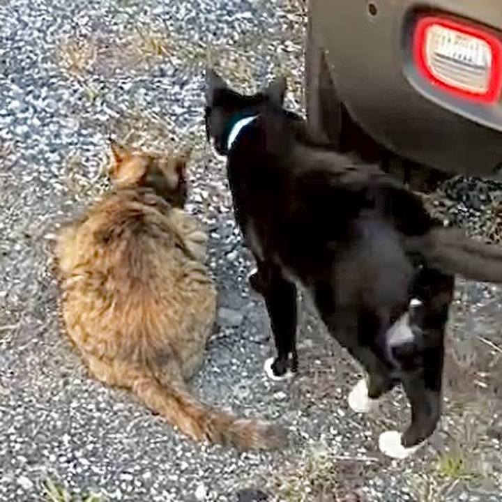 09ca4cc1 8a86 4ae4 ac93 87089f771f05 1728717159911