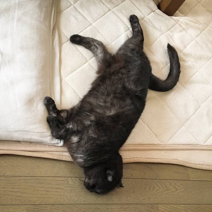 09cc6a74 8ab7 481a 95ec 1c0af47f7942 1526464274588