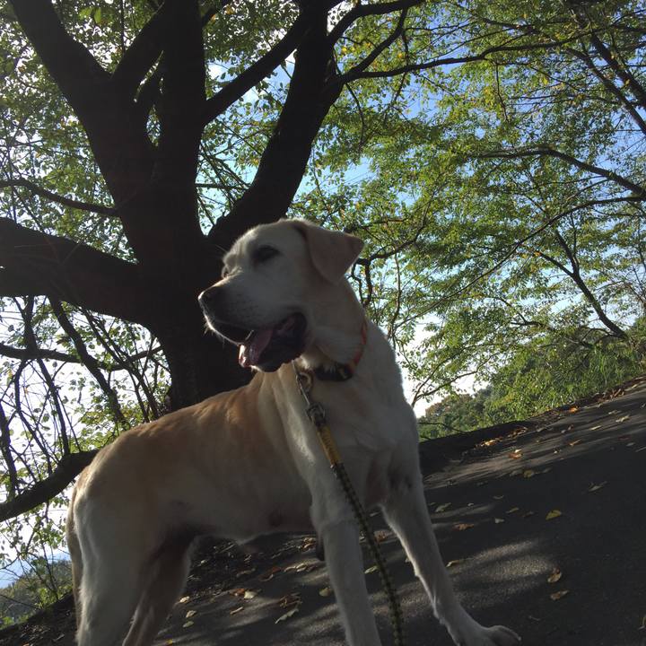 09cf4938 83c0 4e8b 810a e05012f9bd22 1539046902906