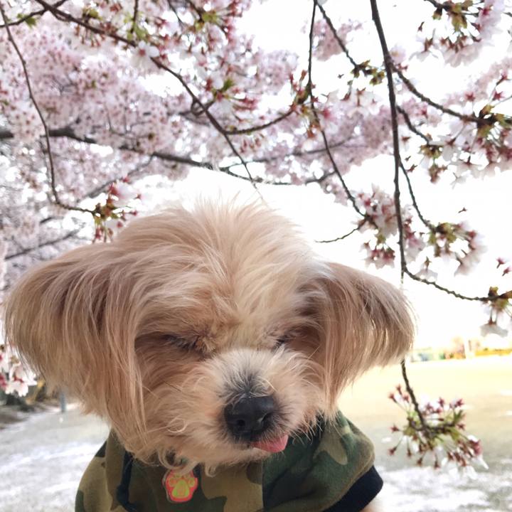 09cff85a 3385 4627 b111 76172dada44c 1522596459921