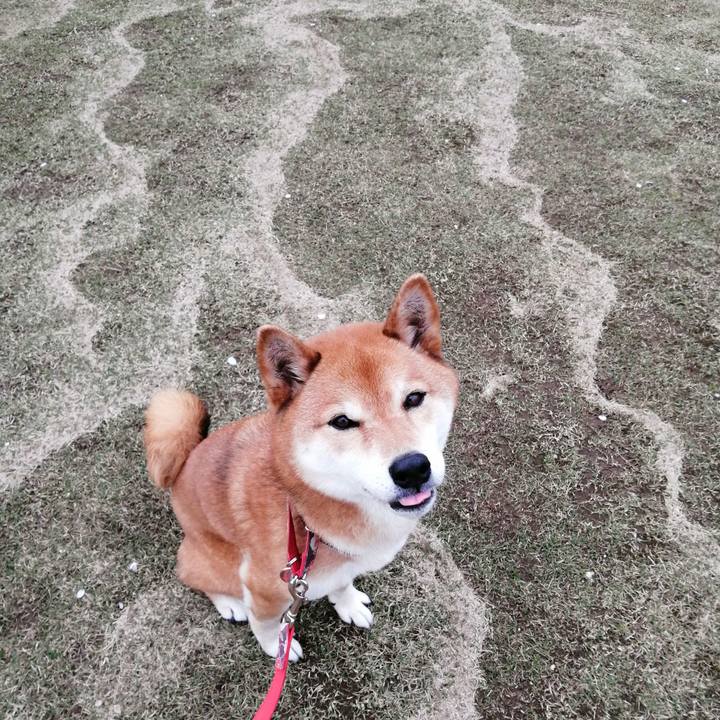 09d0bab4 bcfc 4c32 ae06 a3950ded711a 1617091270944