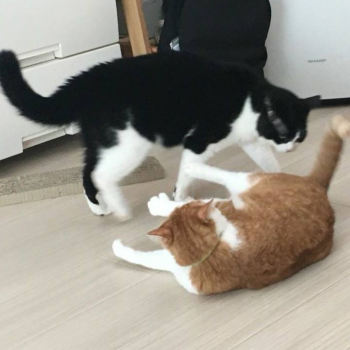 09d61859 ed57 42ac af25 770f96902a85 1531605850455