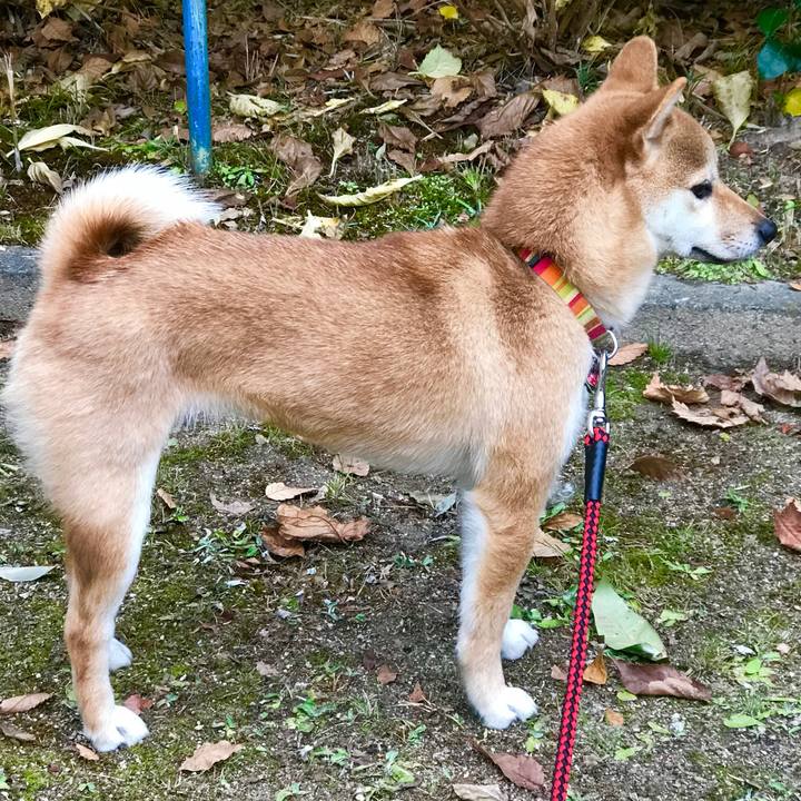 09d68aeb bf5d 40ea 9d50 bab2bee0c3dc 1514540628581