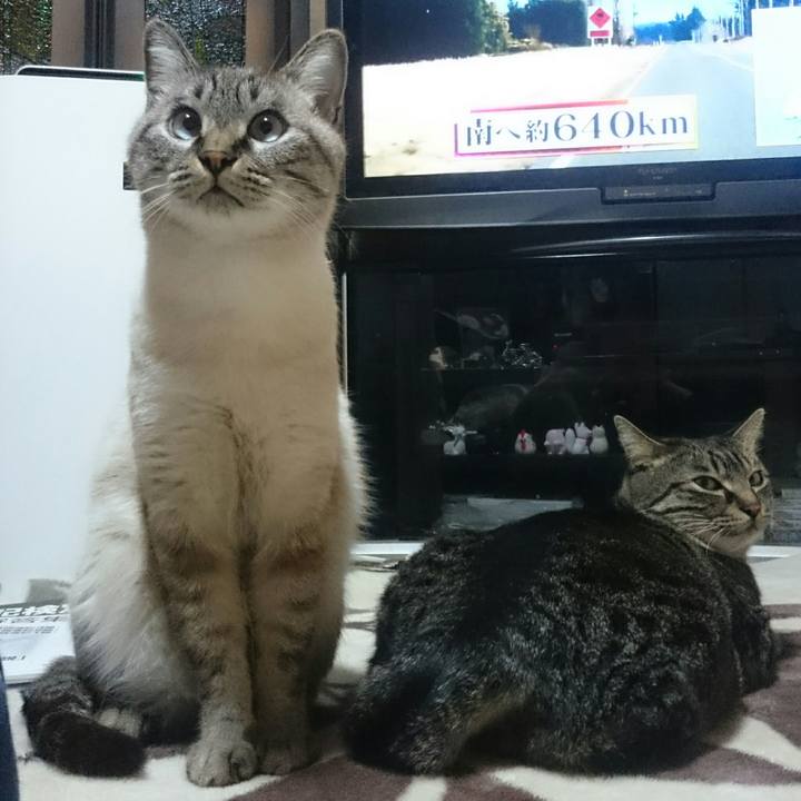 09dcb2e8 8853 4a3b a8b5 dc7579c796a3 1512391774195