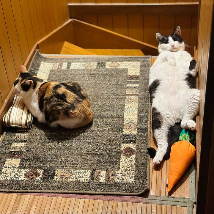 09dd1a0b 730b 4a28 b8ce a3f5681274b4 1729732000255