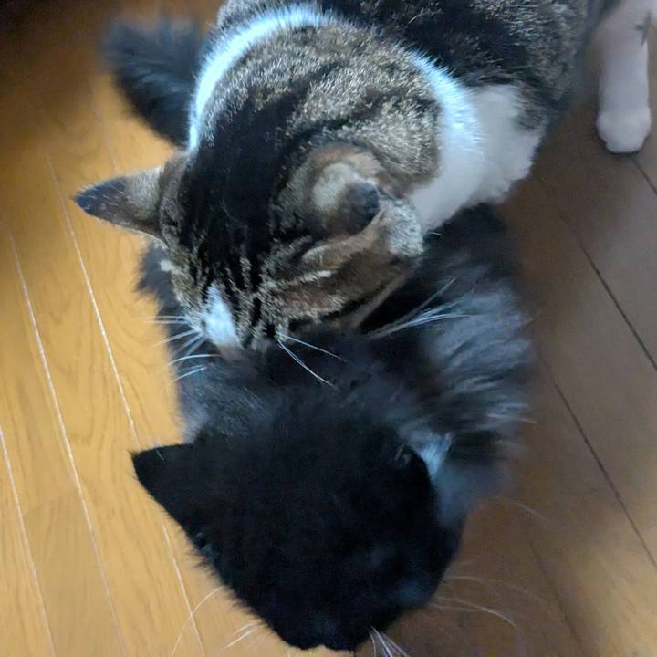 09e4610b 7866 4517 8d9a c97d3dae1bbd 1754783796727