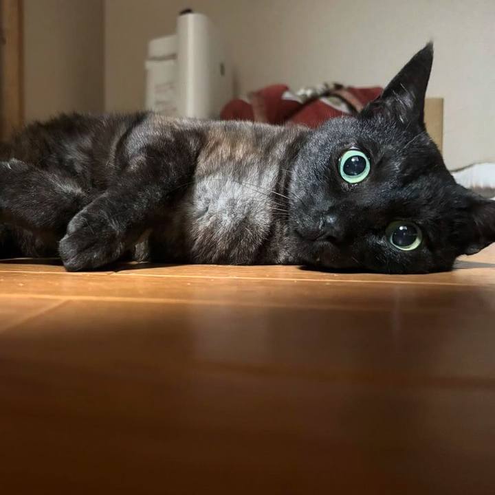 09e6bfd2 1cf3 41ad be8c d186f3448938 1716327048010