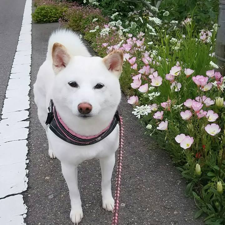 09e8a4f3 cfc4 4775 95b6 a22e565902cc 1527416538447