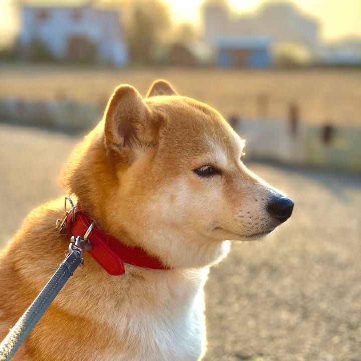 09eb8899 89bc 4123 84c2 8248a665f68d 1586005665507