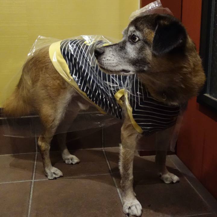 09ec2b29 cf1a 49e5 9c91 993796a34263 1571049257291