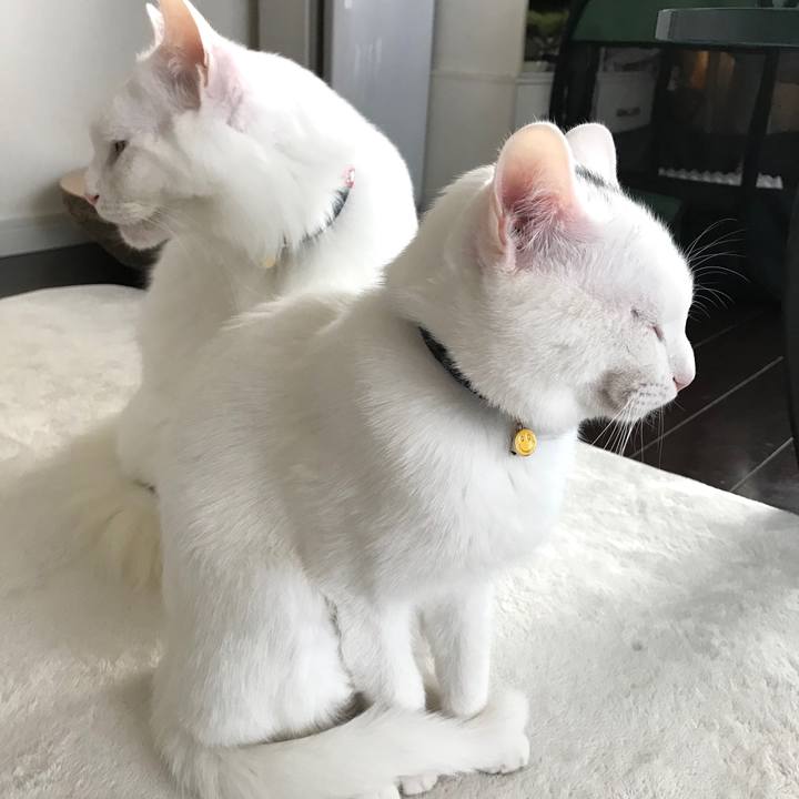 09ed3f4e 2a69 466b b68c b566712a0689 1578791536881