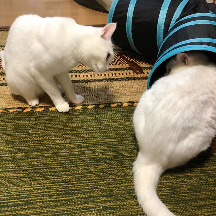 09efe5b9 cd28 4fa0 a4a1 95a2e64a26a7 1526474306298