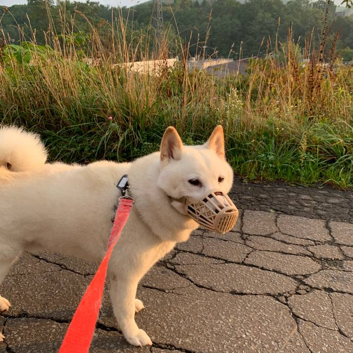 09f1f403 3704 4c6e ace3 915c8204dc58 1599776041632