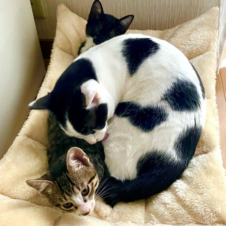 09f645fd 99d9 4774 8ef1 a24b72ed64cd 1762696308084