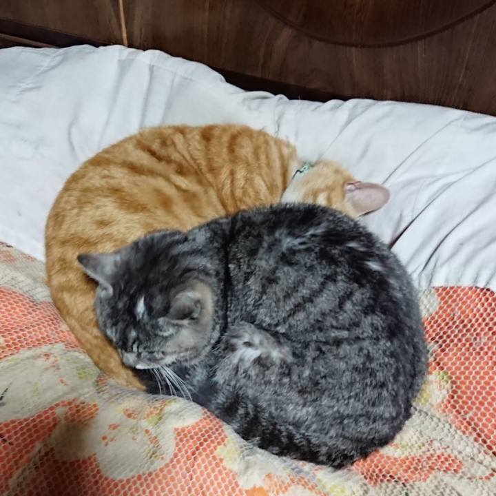 09f78289 5583 4122 b735 334d4862bd5b 1585140232198