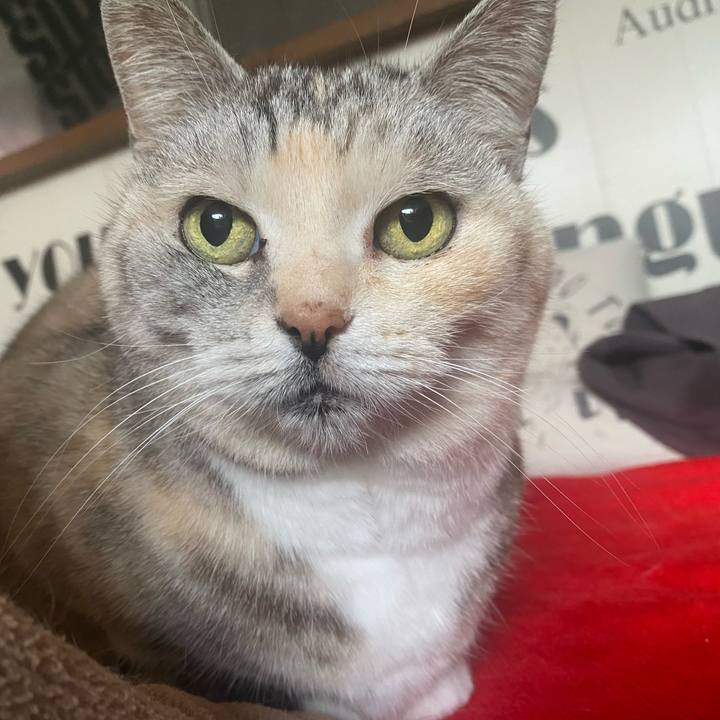 09f83f20 92b1 4ed1 a832 963655da5e72 1742452898343