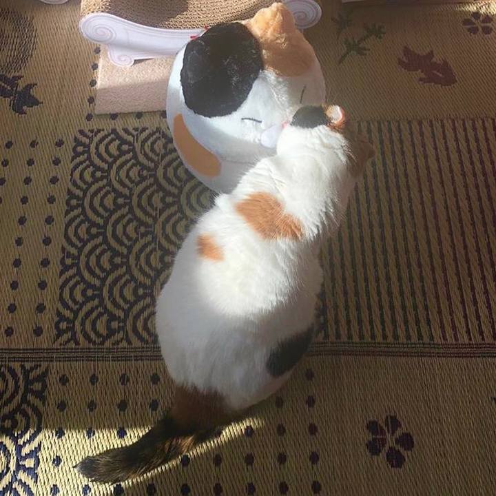 09f985f7 933d 4423 b6c6 eade06325006 1562933997748