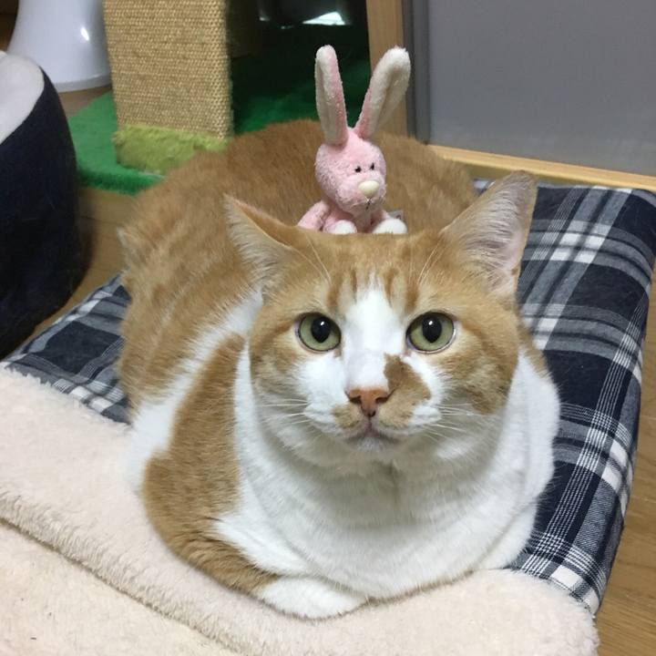 09fc2a8c b229 4249 a1e2 2f909cfabe09 1514733640038