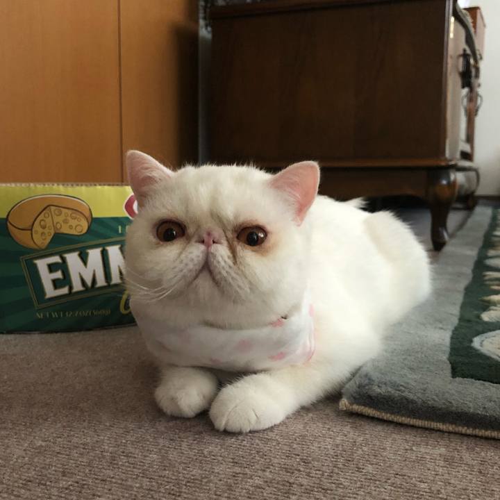 09fce3e6 cfa9 4a76 aa67 a039cae148dc 1597098558885