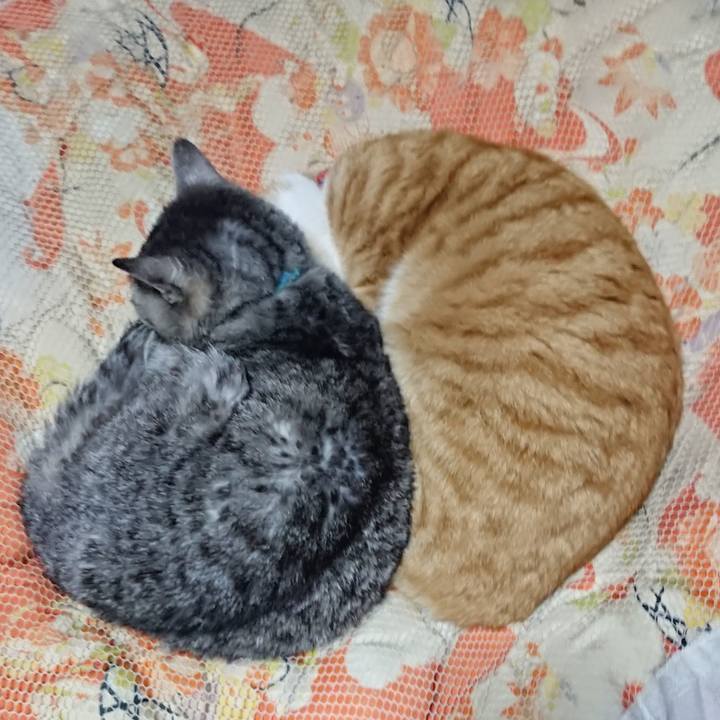 09fedf93 36ef 478b b897 476a176d81a8 1577102893687