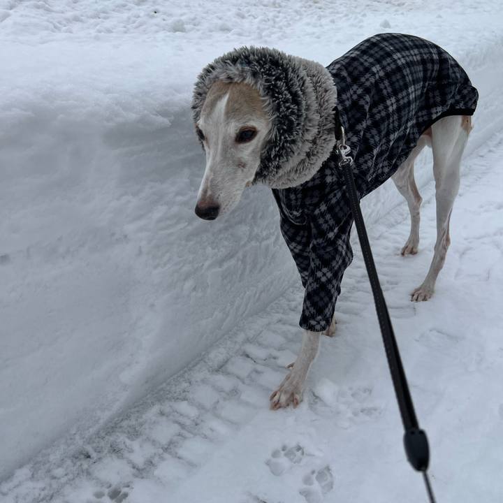 09ff9a4e 9c61 4d80 8a2e 1879fbba902f 1768465711444