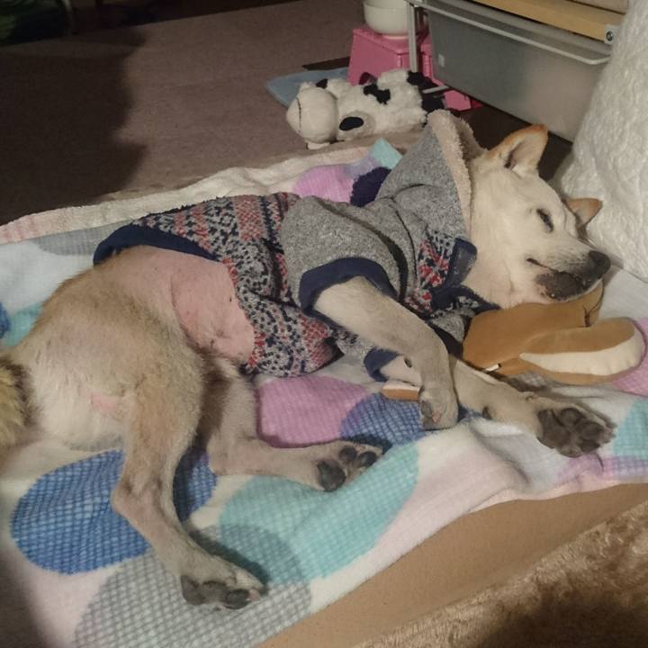 0a004d60 3821 4d49 b701 d0c428832d90 1518797148124