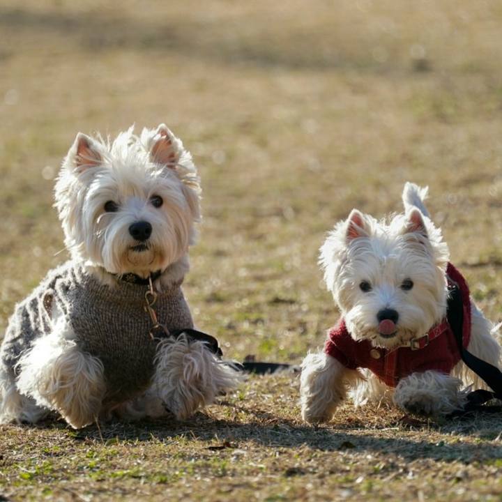 0a03205e 298e 43d2 8415 0e2fc6acd74e 1520837127078