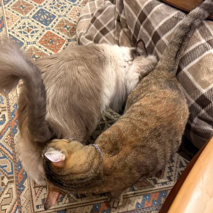 0a03f4bb 7d9c 41ce 8fac 01f2bffec6fb 1766469225060