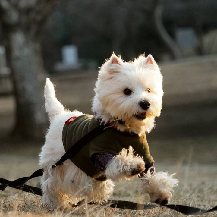 0a066557 0b32 47c1 814c 832cf54d302b 1515625099680