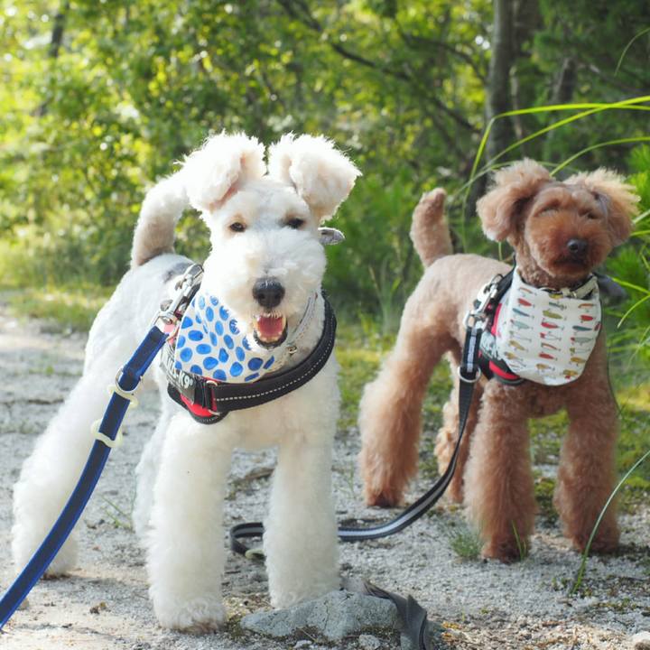 0a09a007 9f60 4bf5 baf9 deaf0d1c1aab 1529221610085