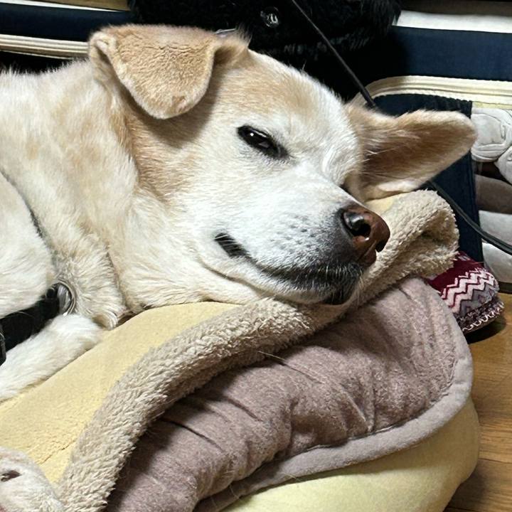 0a0a08cf 399b 4e9d baf3 3b1b57ae2efc 1704462617898