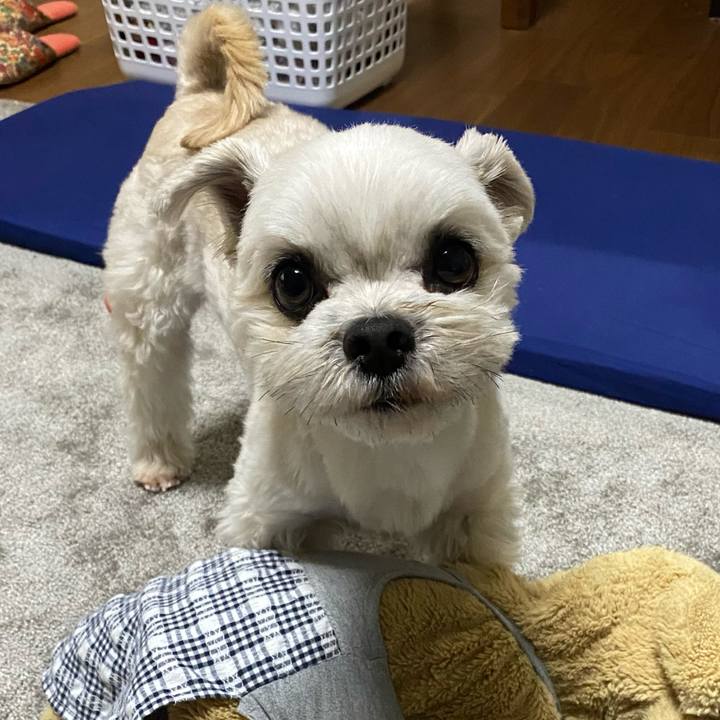 0a0a88dd b09f 4f6d 87ca d952452ba600 1608806521095