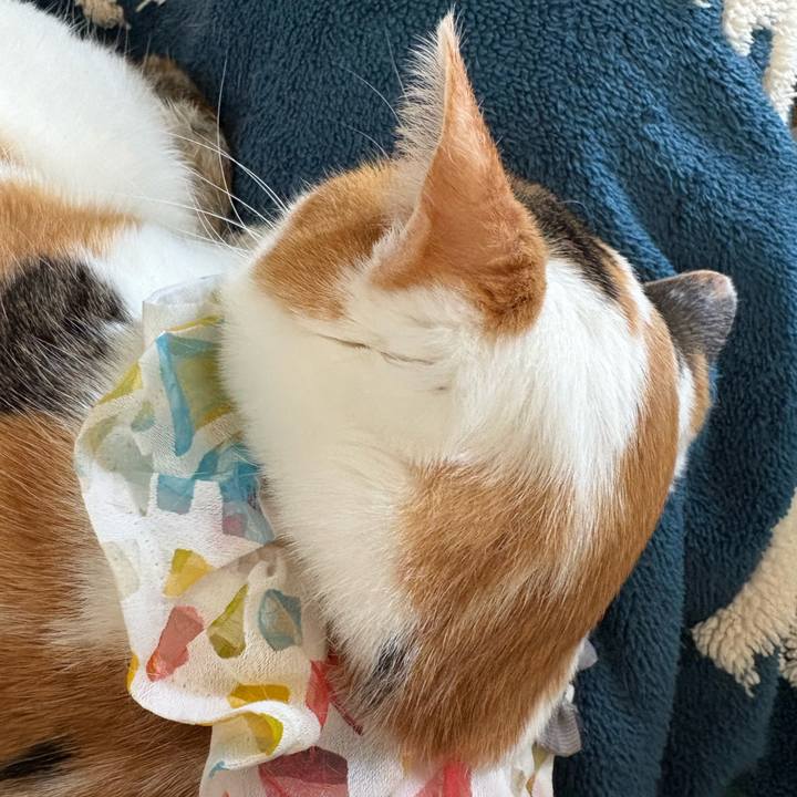 0a0ceaef f6ff 47fe 8445 3c2427409d07 1773542597584