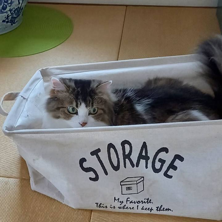 0a0d69ed 630e 4f4c 8eee 1dfd2bf6b51d 1625001255695