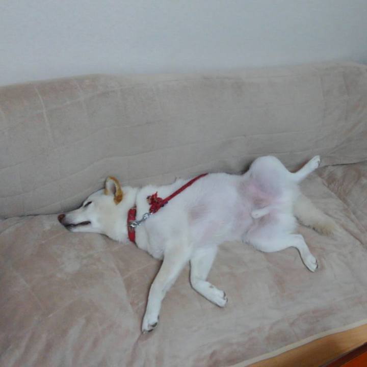 0a0e721f ff30 462d bdb8 49631447face 1564812727862