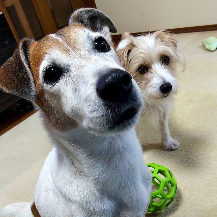 0a0f03ab 58b2 42fe 9ad7 84bc44351cdf 1527113264510