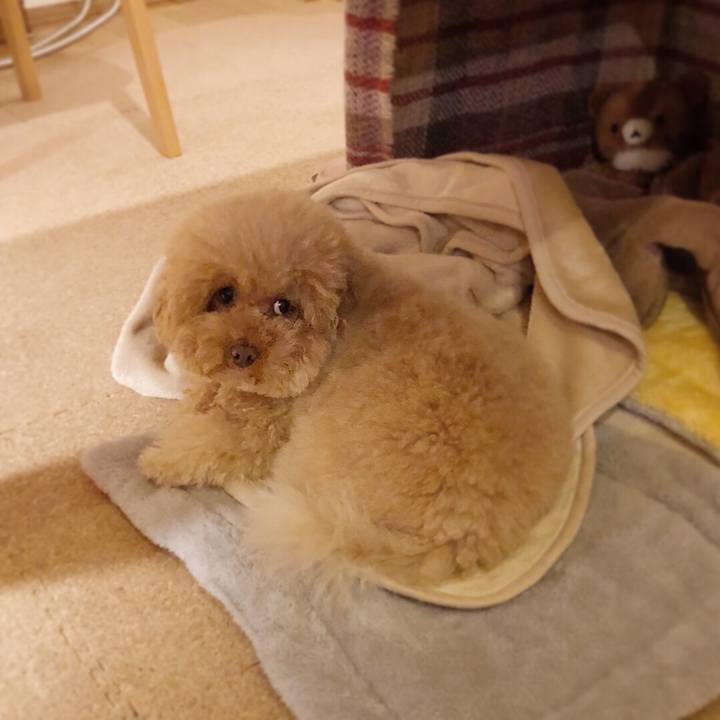 0a11f796 ca85 46f1 8806 bc0937cb136a 1513204678257