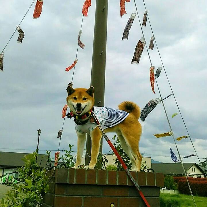 0a123e78 73d4 458f b1e0 afe95c045d9a 1557117927433